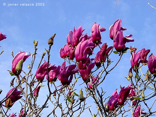 magnolio.jpg