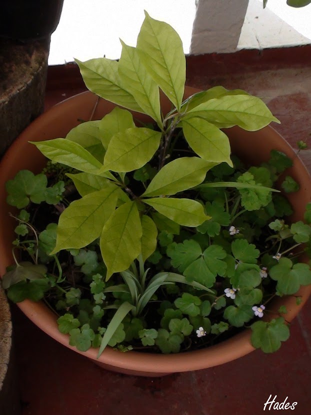magnolio.jpg