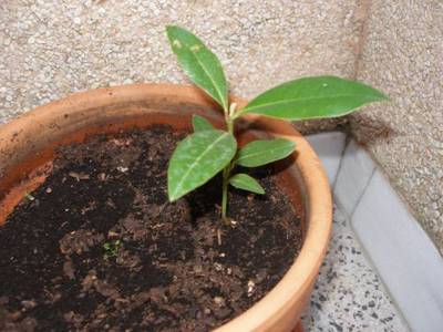 magnolio.jpg