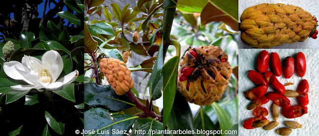 Magnolio+Magnolia+grandiflora+Flores%252C+frutos%252C+semillas+Fruits+seeds.jpg