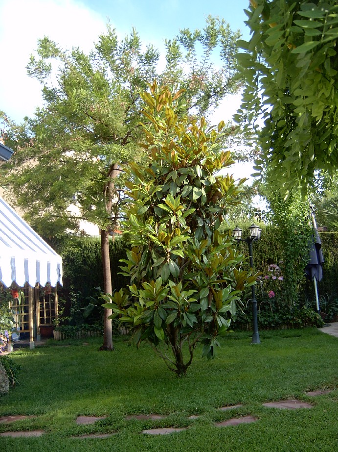 magnolio1.jpg