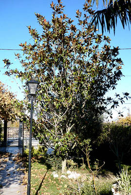 magnolio2.jpg