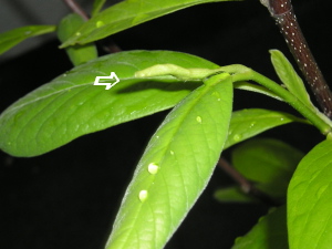 magnolio_flor.jpg