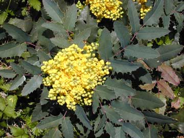 mahonia-aquifolium-flores.jpg