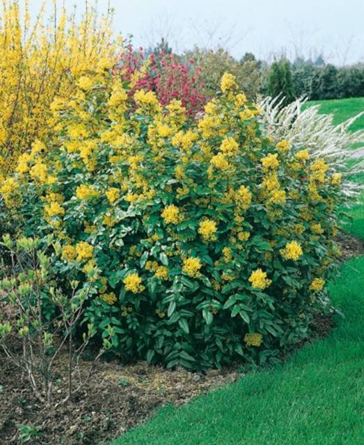 mahonia-aquifolium.jpg