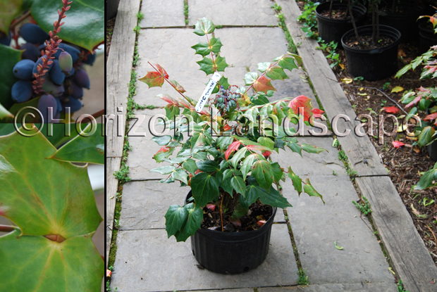 Mahonia_Bealei_sm2.jpg