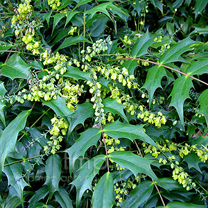 mahonia_japonica.jpg