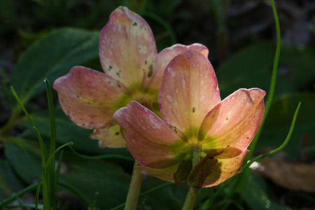 Mai190700-2010027.jpg
