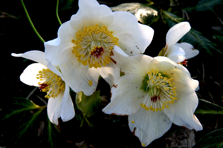 Mai2013-05089917_zps41d66427.jpg