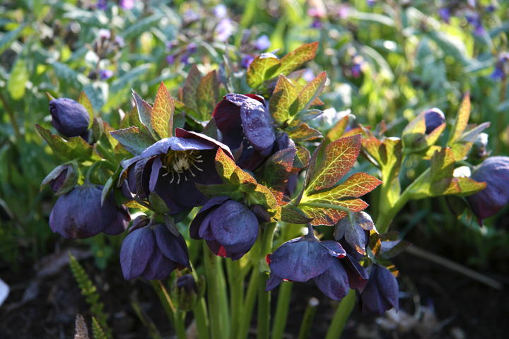 Mai2013-05149936_zps602ae793.jpg