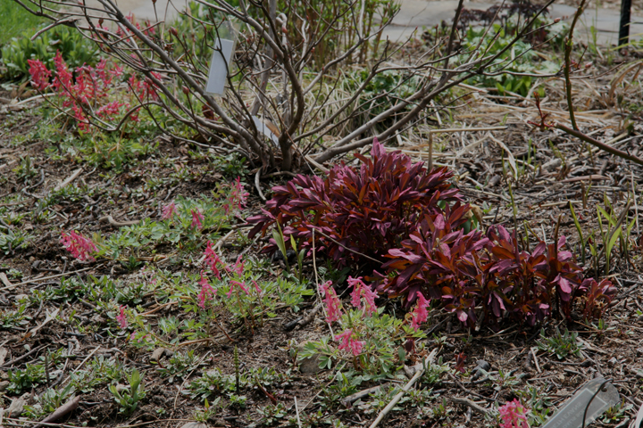 Mai2013-05149951_zps656399a8.jpg