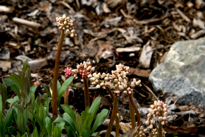 Mai2013-05149954_zps403a52fc.jpg