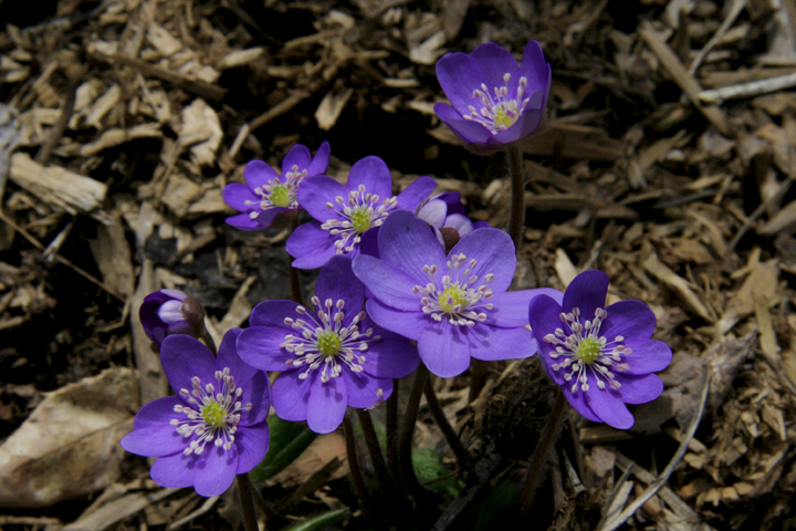 Mai2013-05149955_zps82ce0e92.jpg