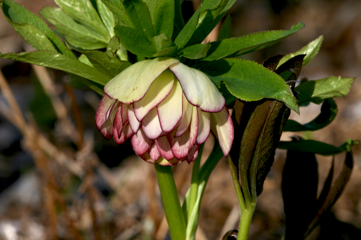 Mai2013-05290053_zps92ff3678.jpg