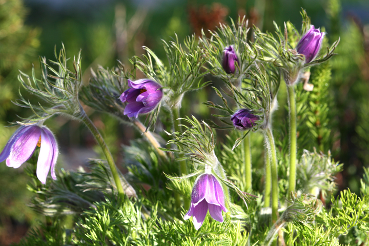 Mai2013-05290057_zps7111afe4.jpg