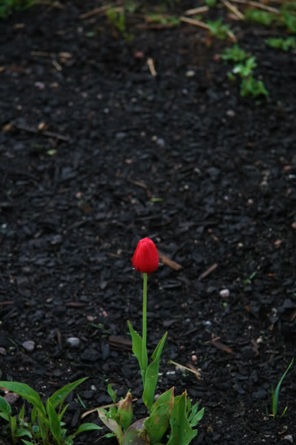 Mai261700-2010066.jpg