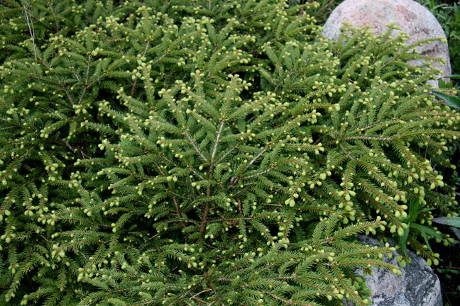 Mai261700-2010069.jpg