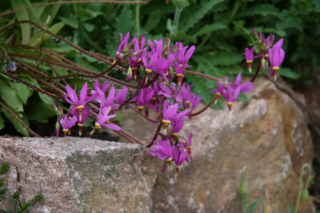 Mai261700-2010090.jpg