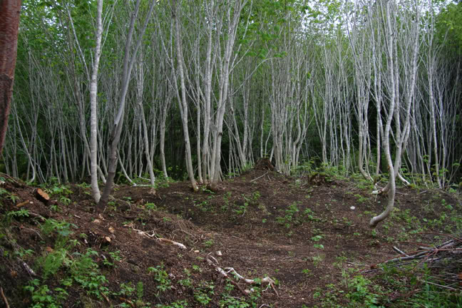 Mai261700-2010101.jpg