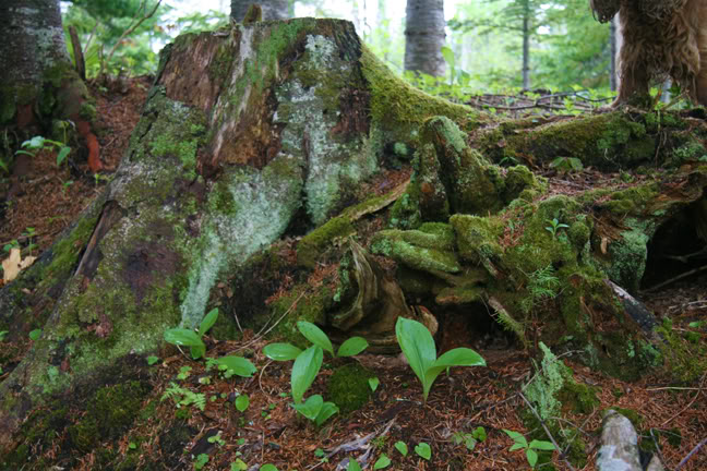 Mai261700-2010120.jpg