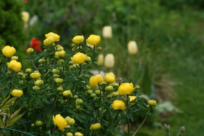 Mai301400032.jpg