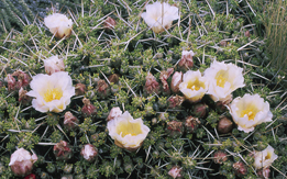 Maihuenia%20patagonica.jpg