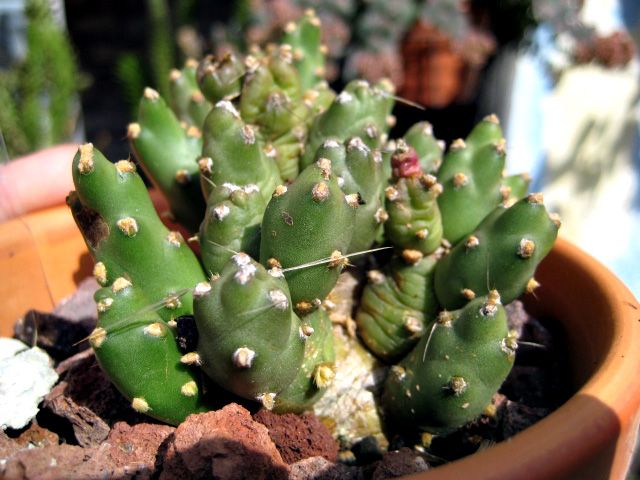 Maihueniopsis%2520dactylifera.JPG