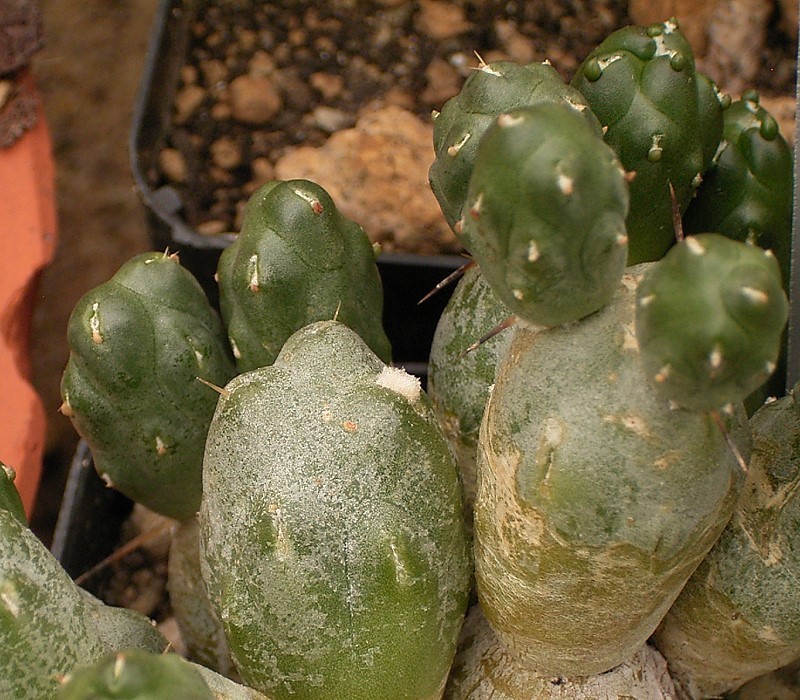 Maihueniopsis_minuta4_%28mandragoa%29.jpg