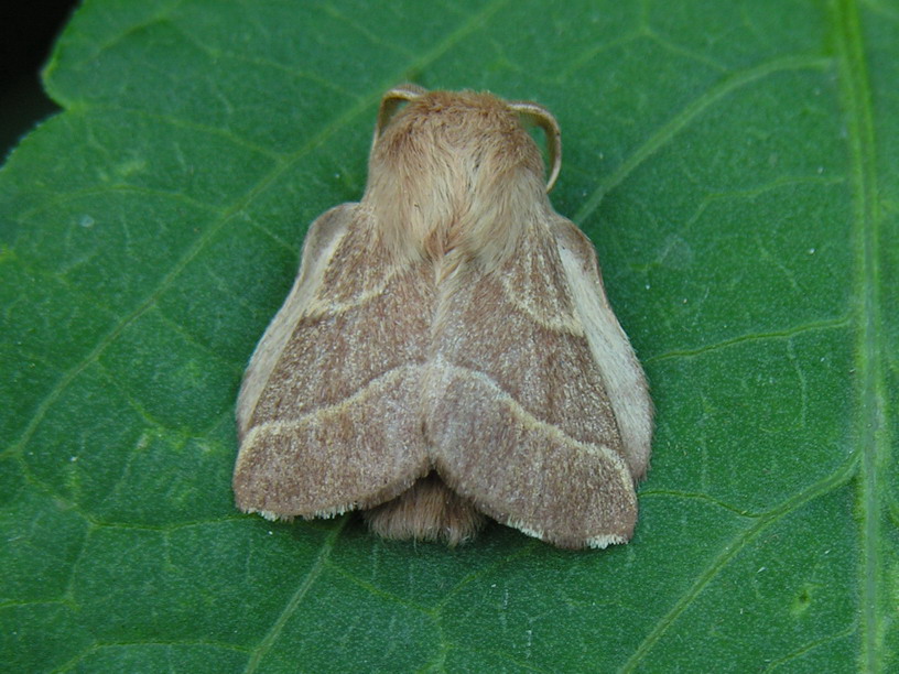 Malacosoma.neustria.jpg