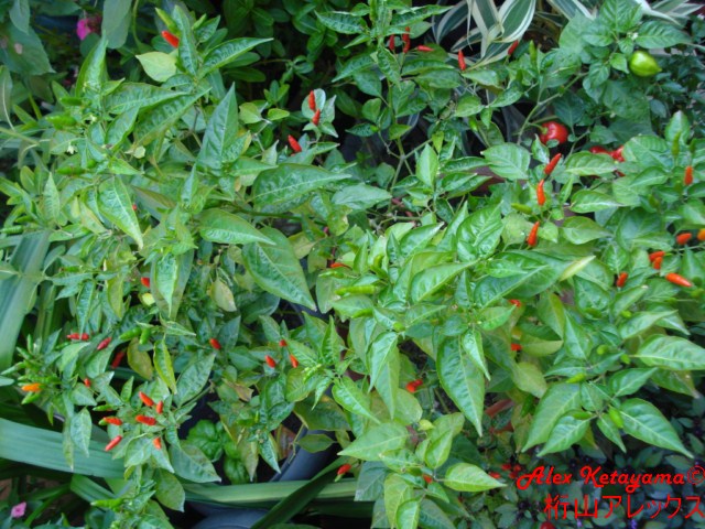 malag%20%5B640x480%5D.JPG