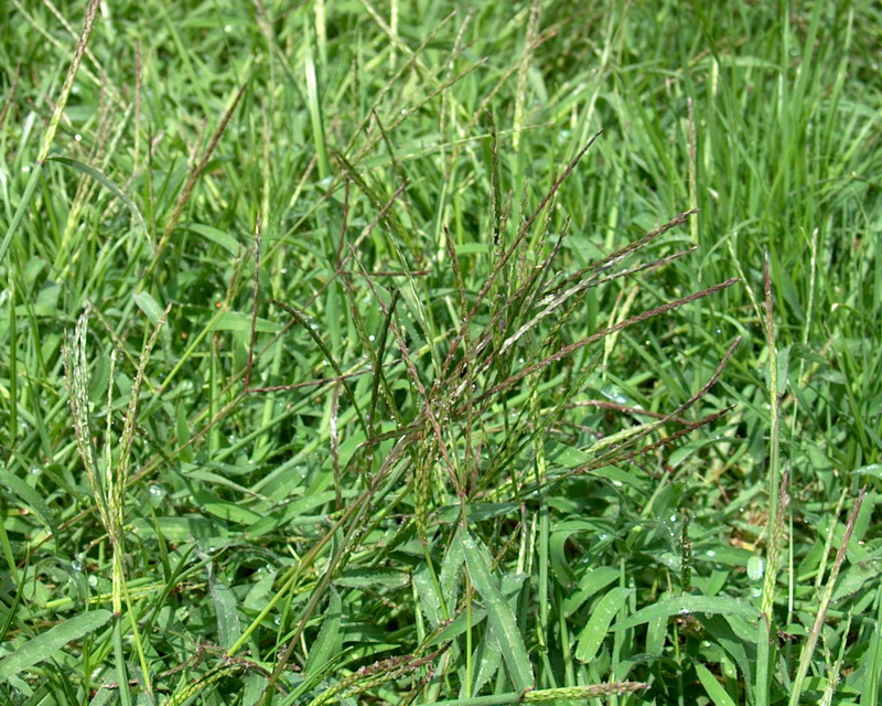 malaherba3.jpg