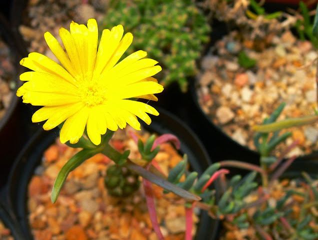 Malephora%2Buitenhagensis1.jpg
