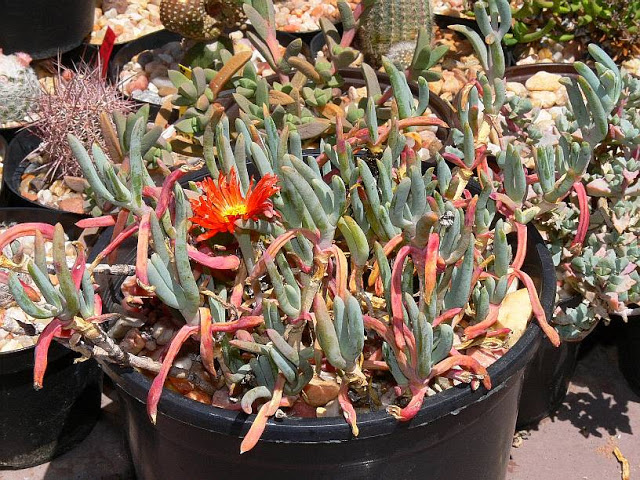 malephora.jpg