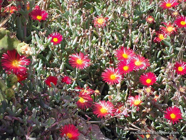 Malephora_crocea_red_2.jpg