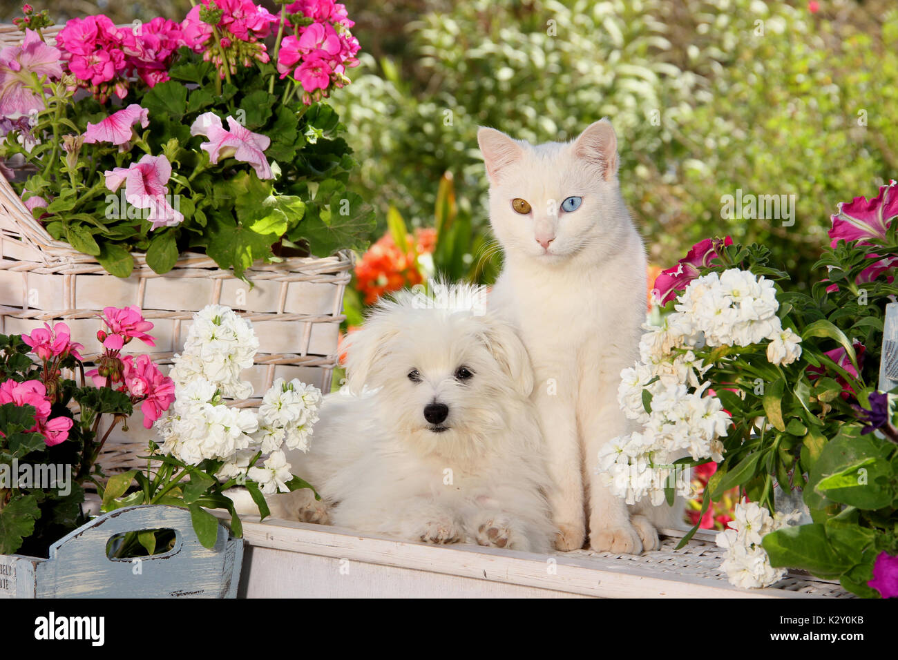 maltes-perro-y-gato-domestico-esta-sentada-entre-las-flores-del-jardin-k2y0kb.jpg