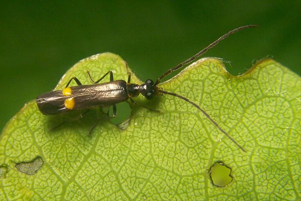 malthodes-marginatus2-foto-koehler.jpg