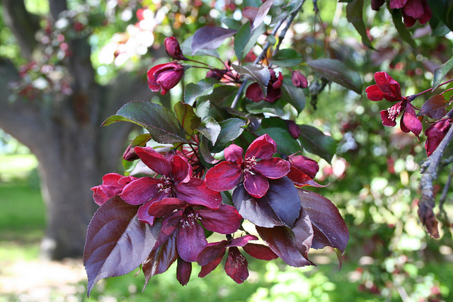 Malus-Royalty-blossom-by-Sirpale79.jpg