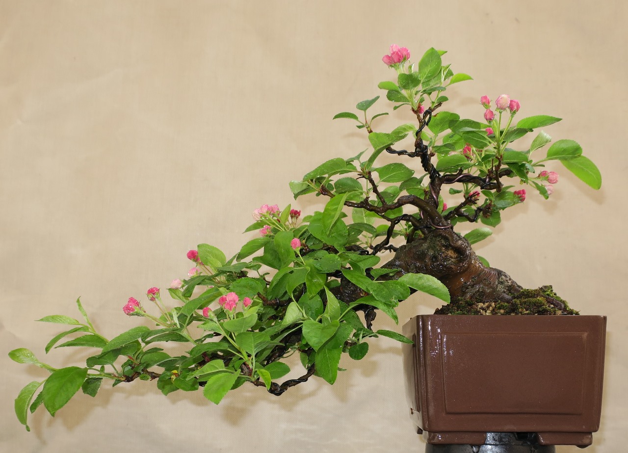 malus0.jpg