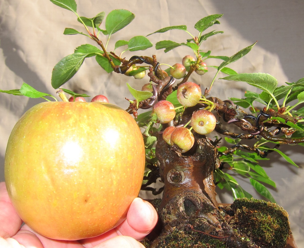 malus7.jpg