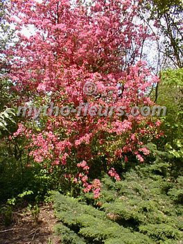 malus_profusion_3.jpg