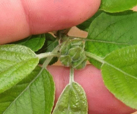 malus_zpsf2fff543.gif