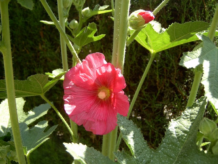 malva%20rosa.jpg