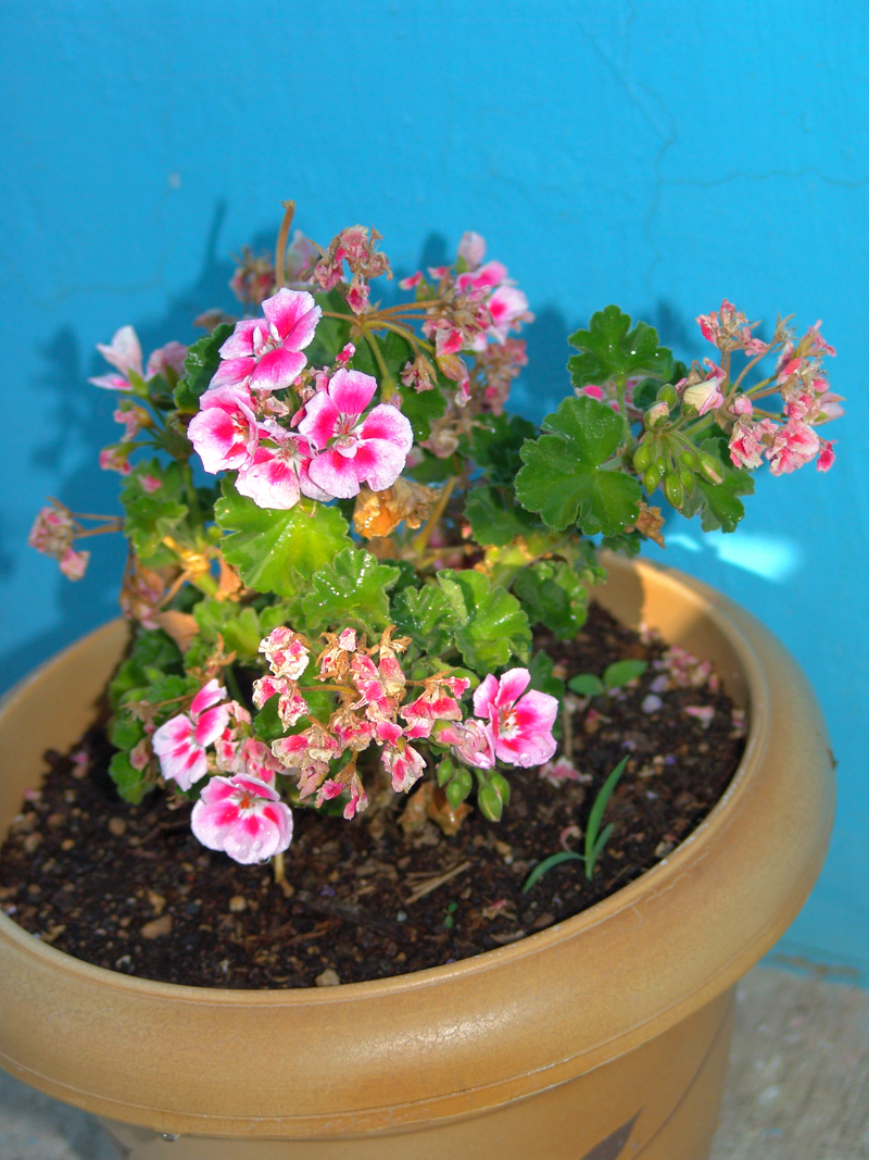 malva-rosa-2.jpg