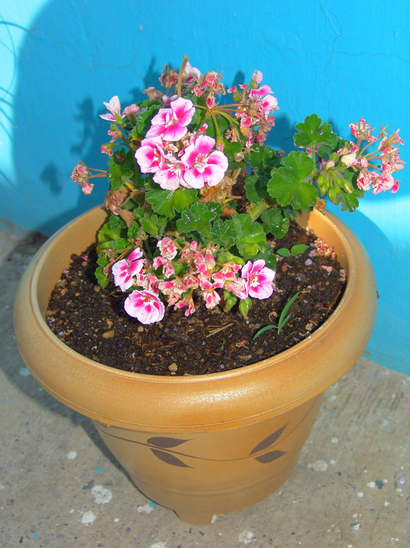 malva-rosa.jpg