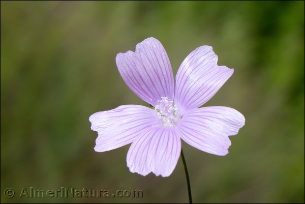 malva-tournefortiana.jpg
