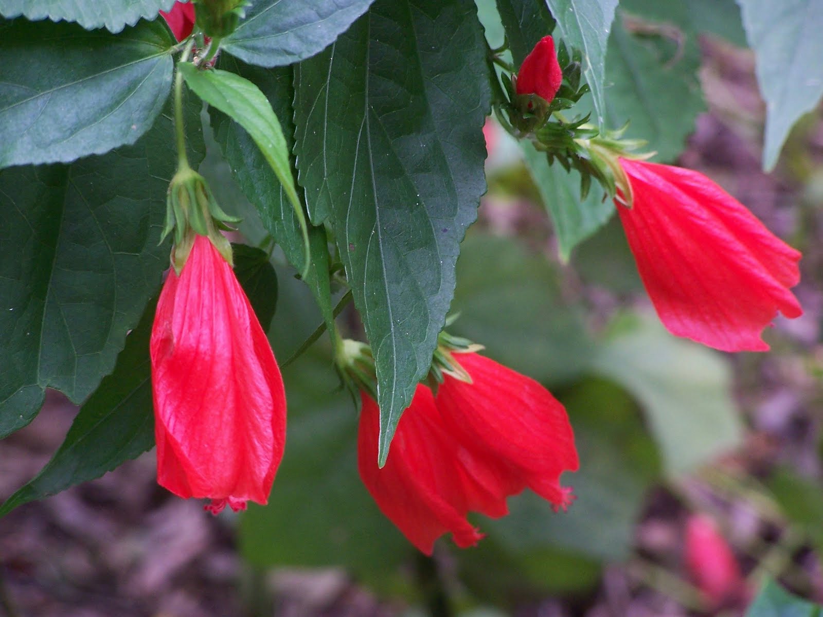 malvaviscus-arboreus.jpg