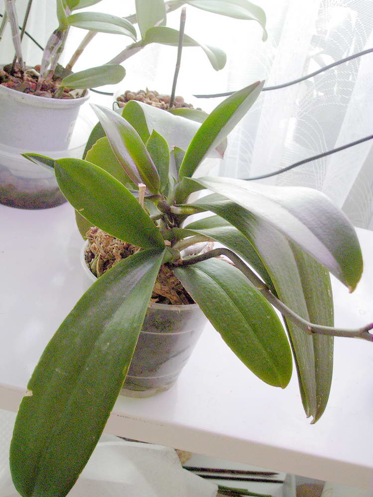 mama%20phal.jpg