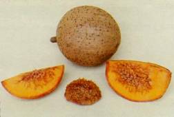 mamey-1.jpg