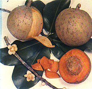 mamey-2.jpg