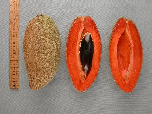 mamey7.jpg